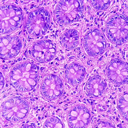 Fibronectin Coated Culture Dishes: A Signal-Rich Surface for Specialized Cells