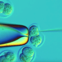 Researcher Shares Video of MICRO-ePORE™ Assisted Cell Penetration