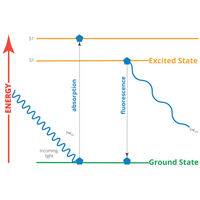 Ca2+ Detection in Muscle Tissue using Fluorescence Spectroscopy