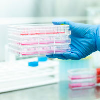 Different Types of Cells Cultured in Laboratories