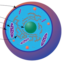 Muscle Physiology Basics