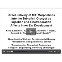 Microinjection in Zebrafish Otocytes