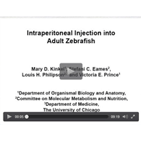 Zebrafish Microinjection Technique from JoVE