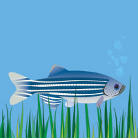 Instruments for Zebrafish Research - Oocytes, Embryos, Larvae and Adults