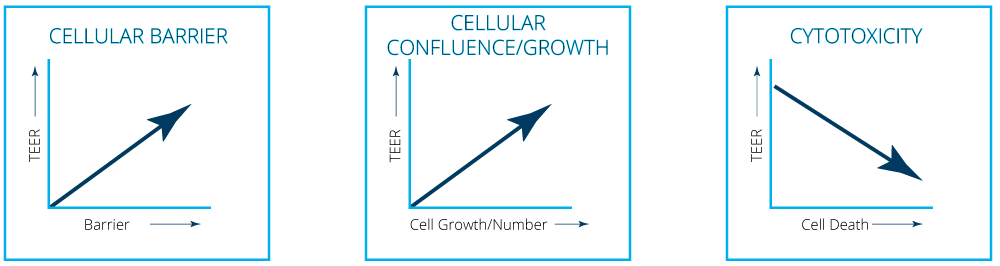 Interpreting TEER results
