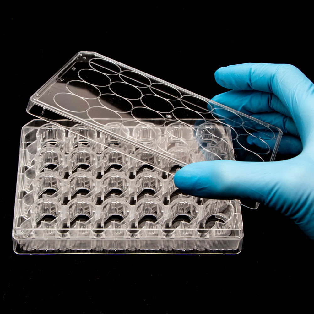 SUMILON Companion Plate for 24 Well Cell Culture Inserts, Pkg of 12