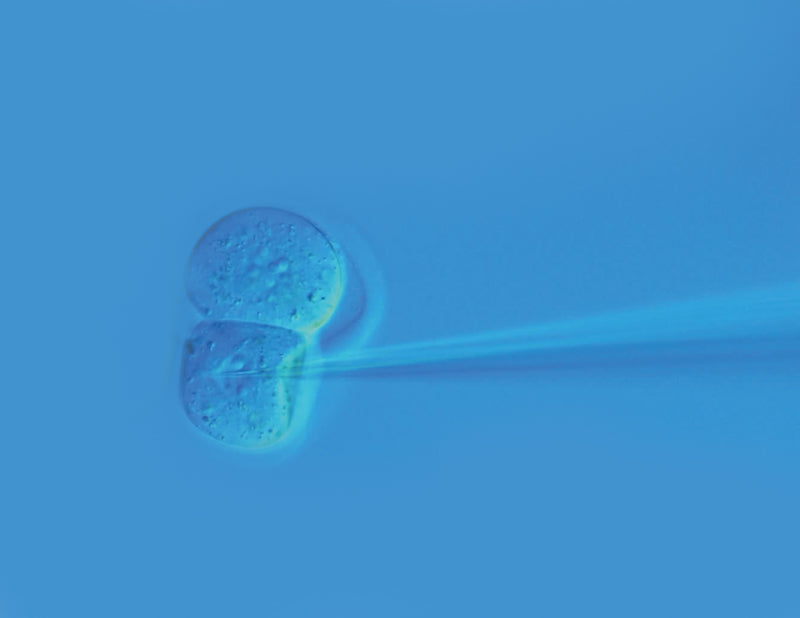 microinjection-cells