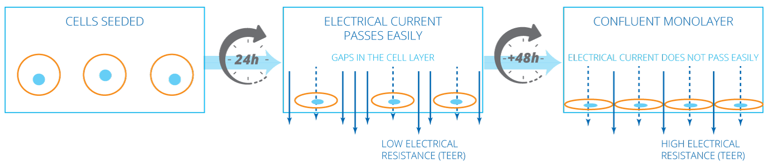 Theory of how cells grow