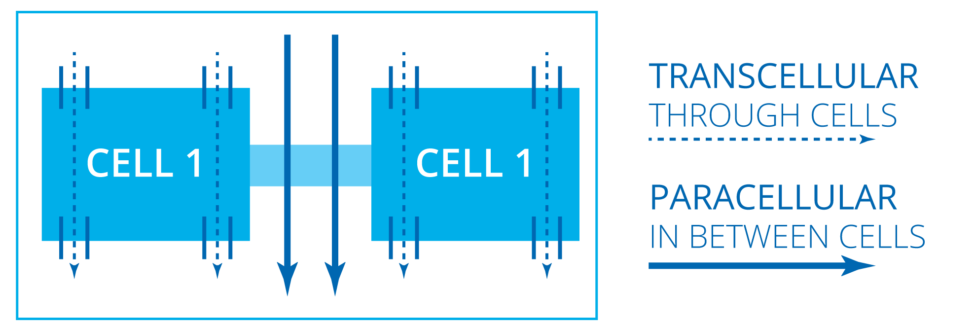 transcellular vs paracellular transport through a membrane